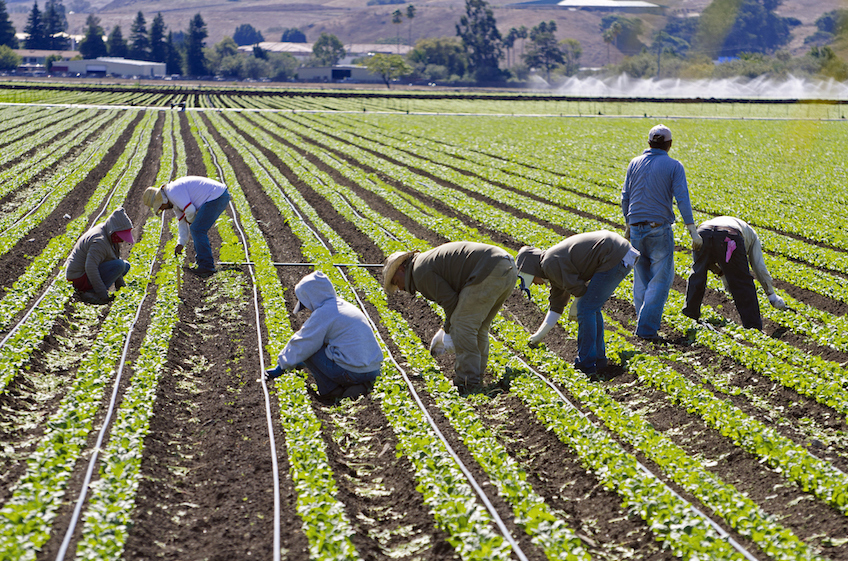 Farm workers harvesting crops in a field